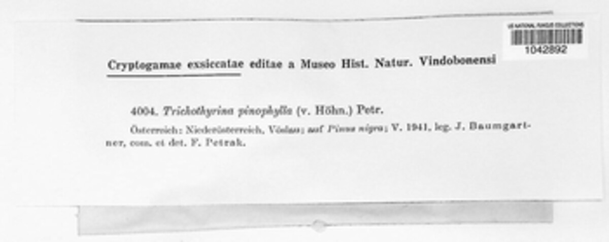 Trichothyrina pinophylla image